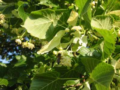 Les fleurs de tilleul et l'abeille 